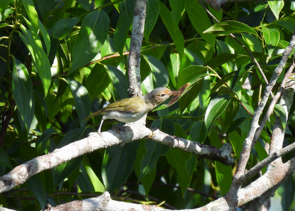 Buff-cheeked Greenlet - ML599118671