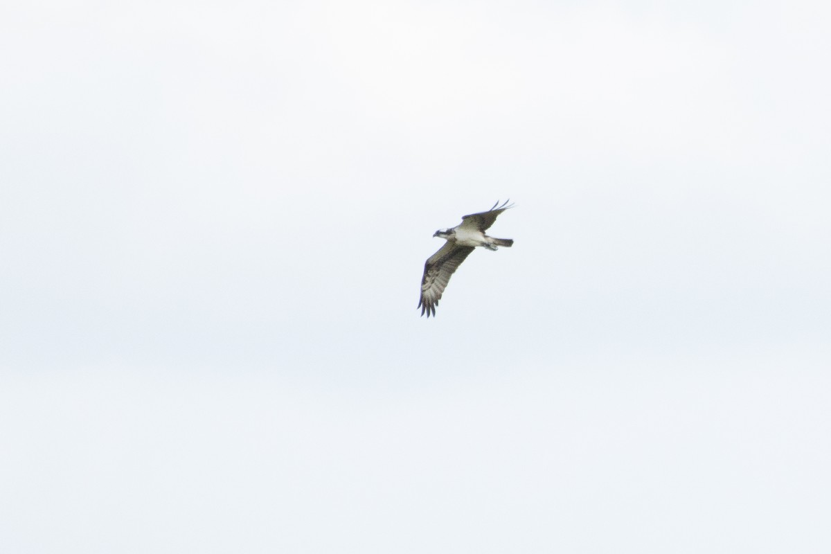 Osprey - Letty Roedolf Groenenboom