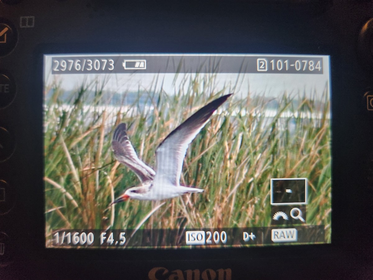 Black Skimmer - ML599119471