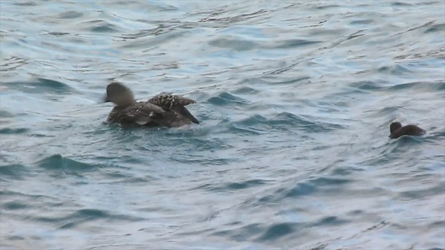 Common Eider - ML599120151