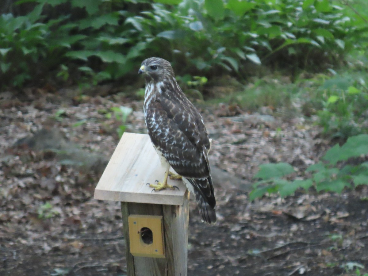 Red-shouldered Hawk - ML599120191