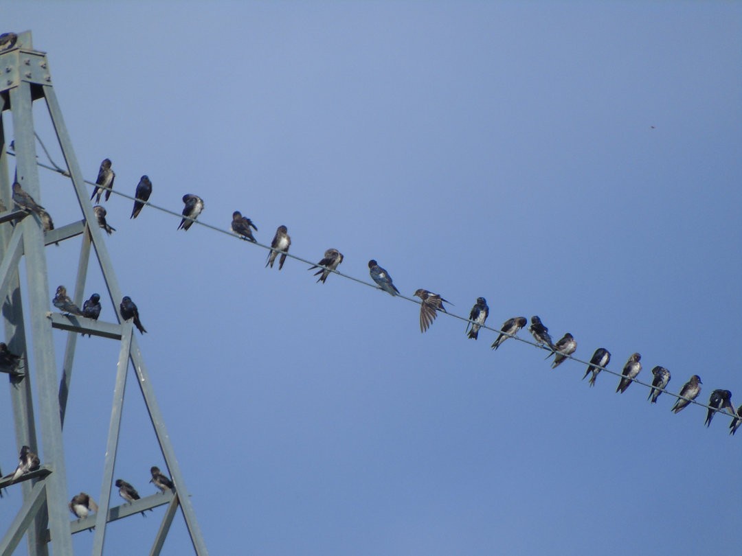 Caribbean Martin - ML599120291