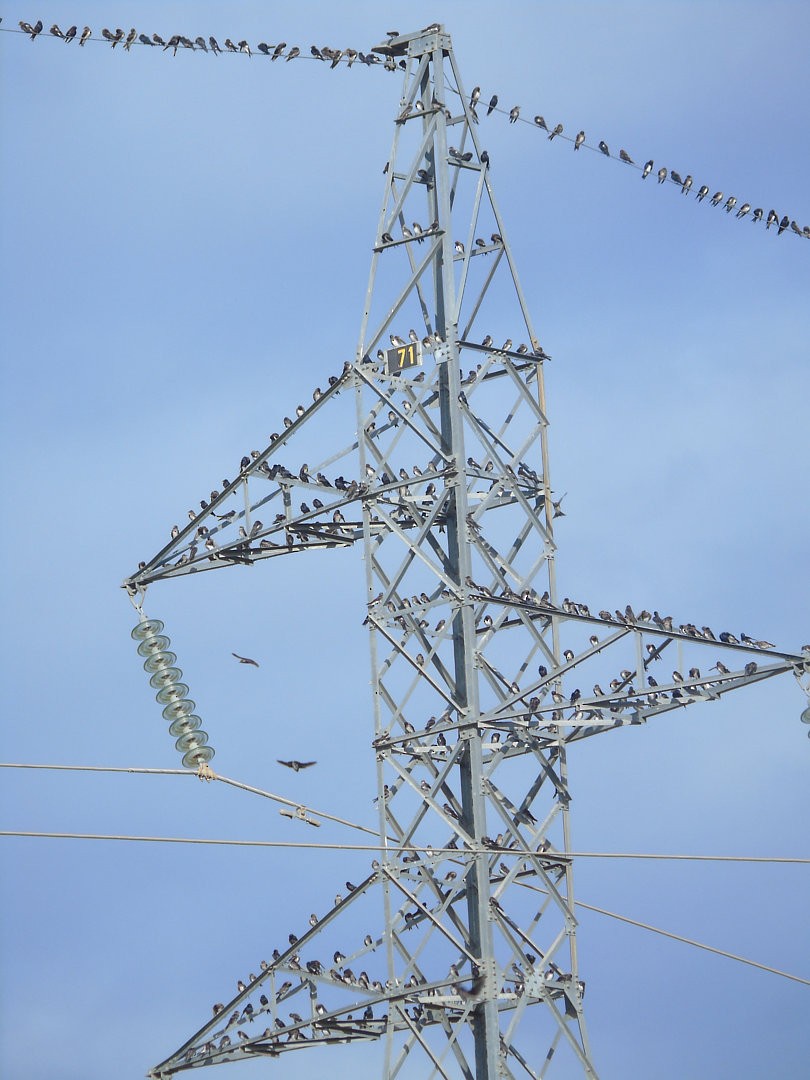 Caribbean Martin - ML599120301