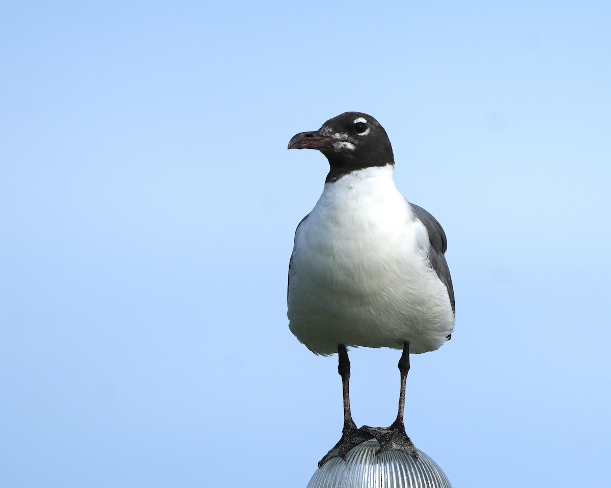 Gaviota Guanaguanare - ML599121841