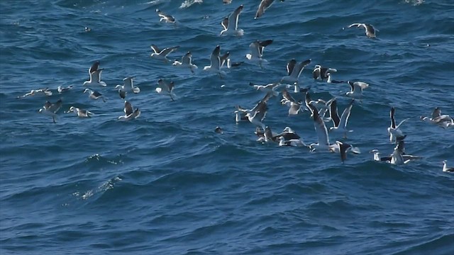 goéland sp. (Larus sp.) - ML599121921