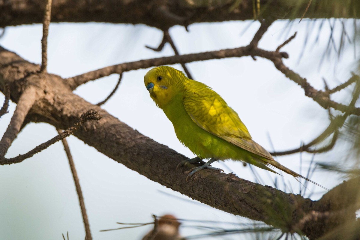 Budgerigar (Domestic type) - ML599122411