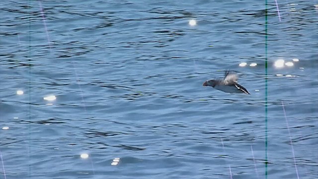 Atlantic Puffin - ML599122661