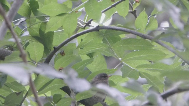 Common Firecrest - ML599122921