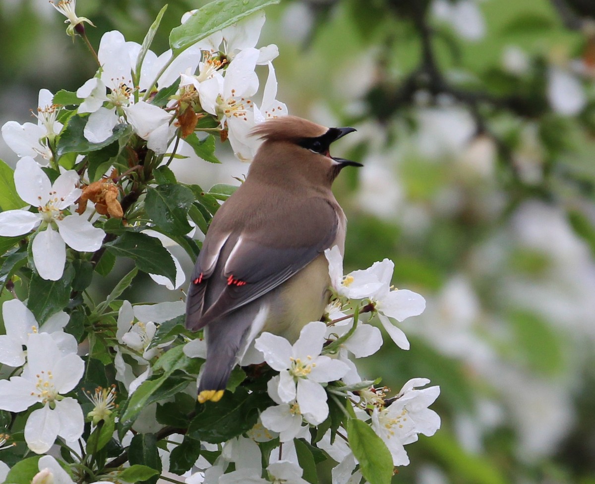 Cedar Waxwing - ML59912441