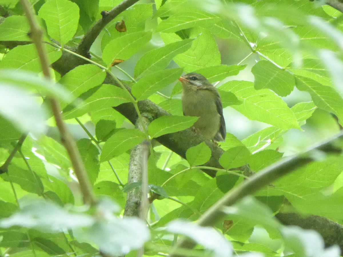 Common Firecrest - ML599124511