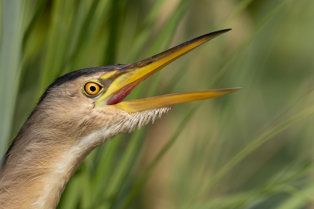 Little Bittern (Little) - ML599124721