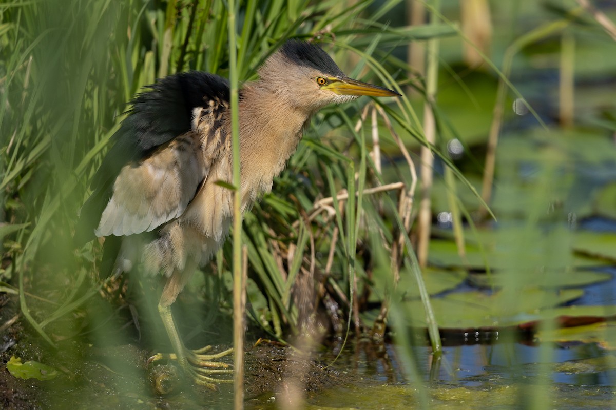 Little Bittern (Little) - ML599124731