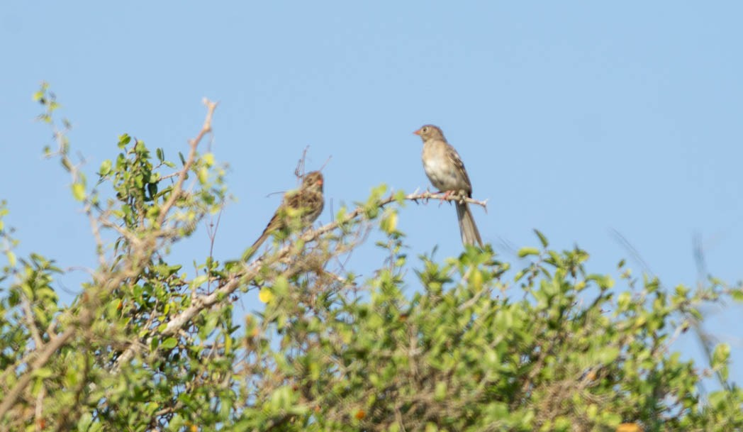Cassin's Sparrow - ML59912521