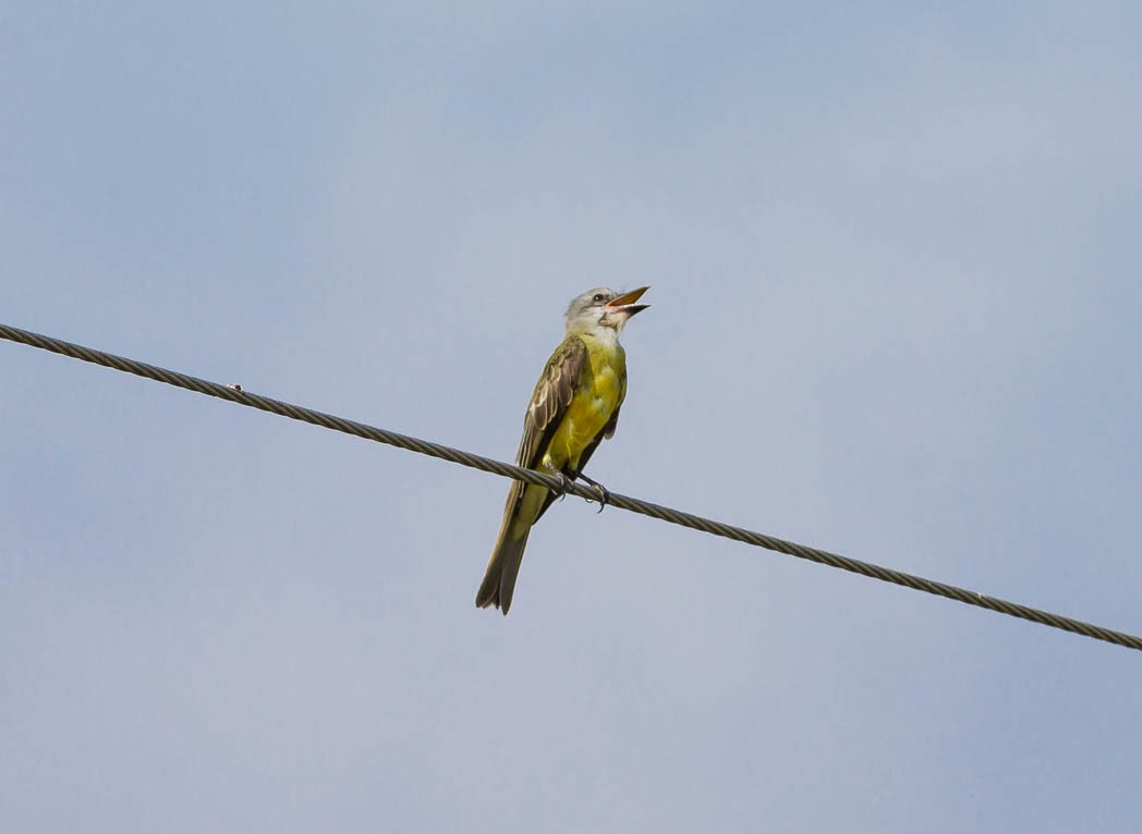 Couch's Kingbird - ML59912591