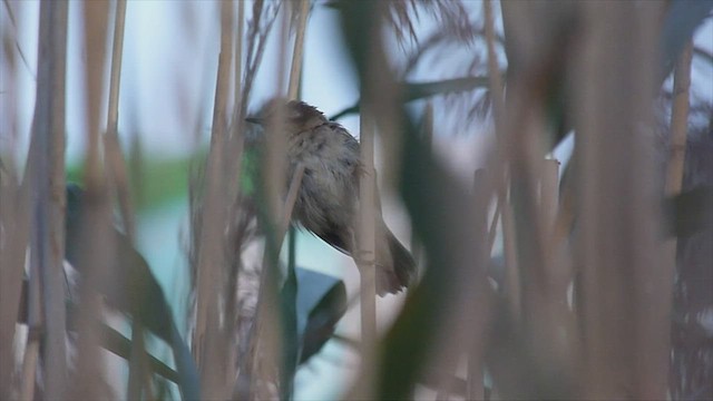 Sedge Warbler - ML599126401