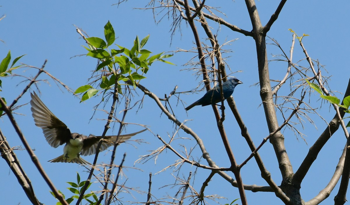 Indigo Bunting - ML599126851