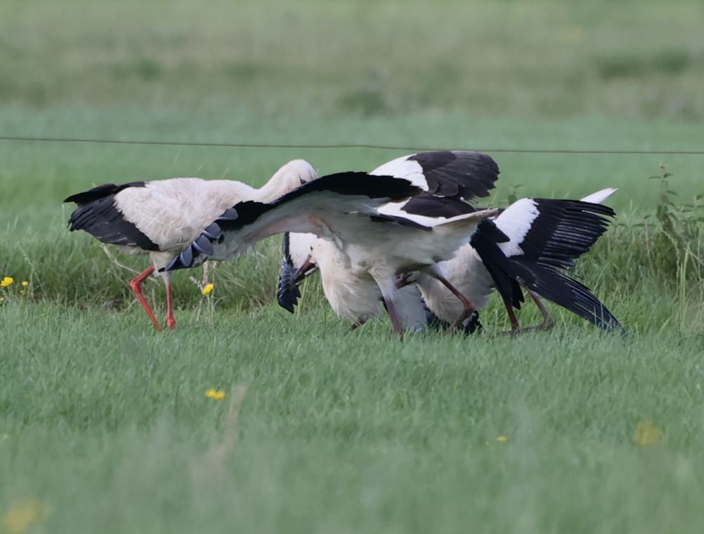 White Stork - ML599126861