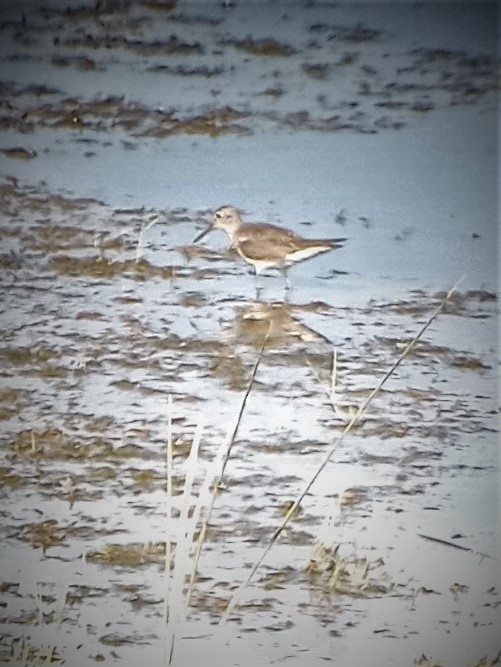 Solitary Sandpiper - Coen Dexter