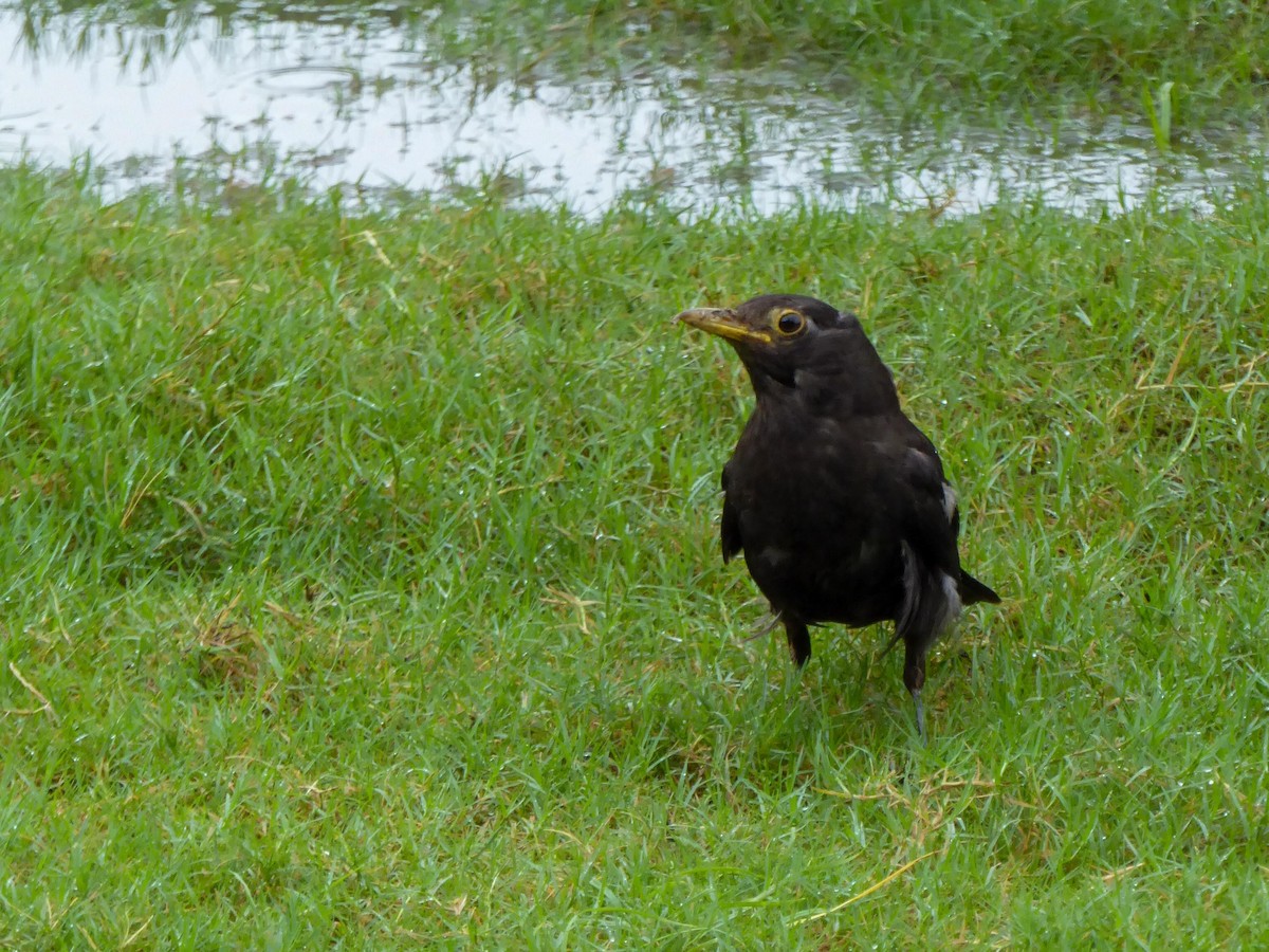 Chinese Blackbird - ML599127501