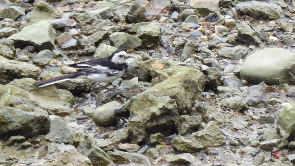 White Wagtail - ML599128011