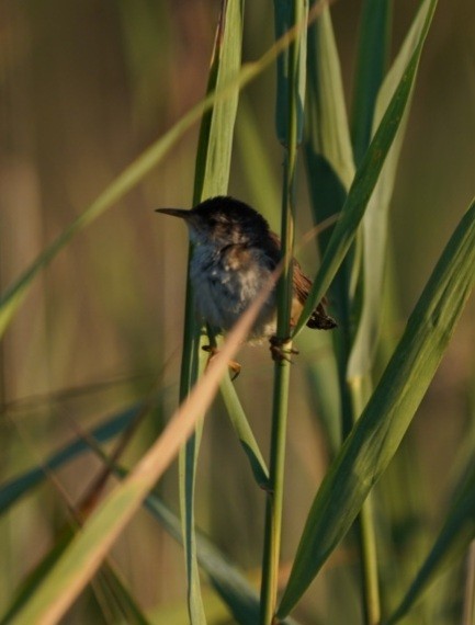 Marsh Wren - ML599128081