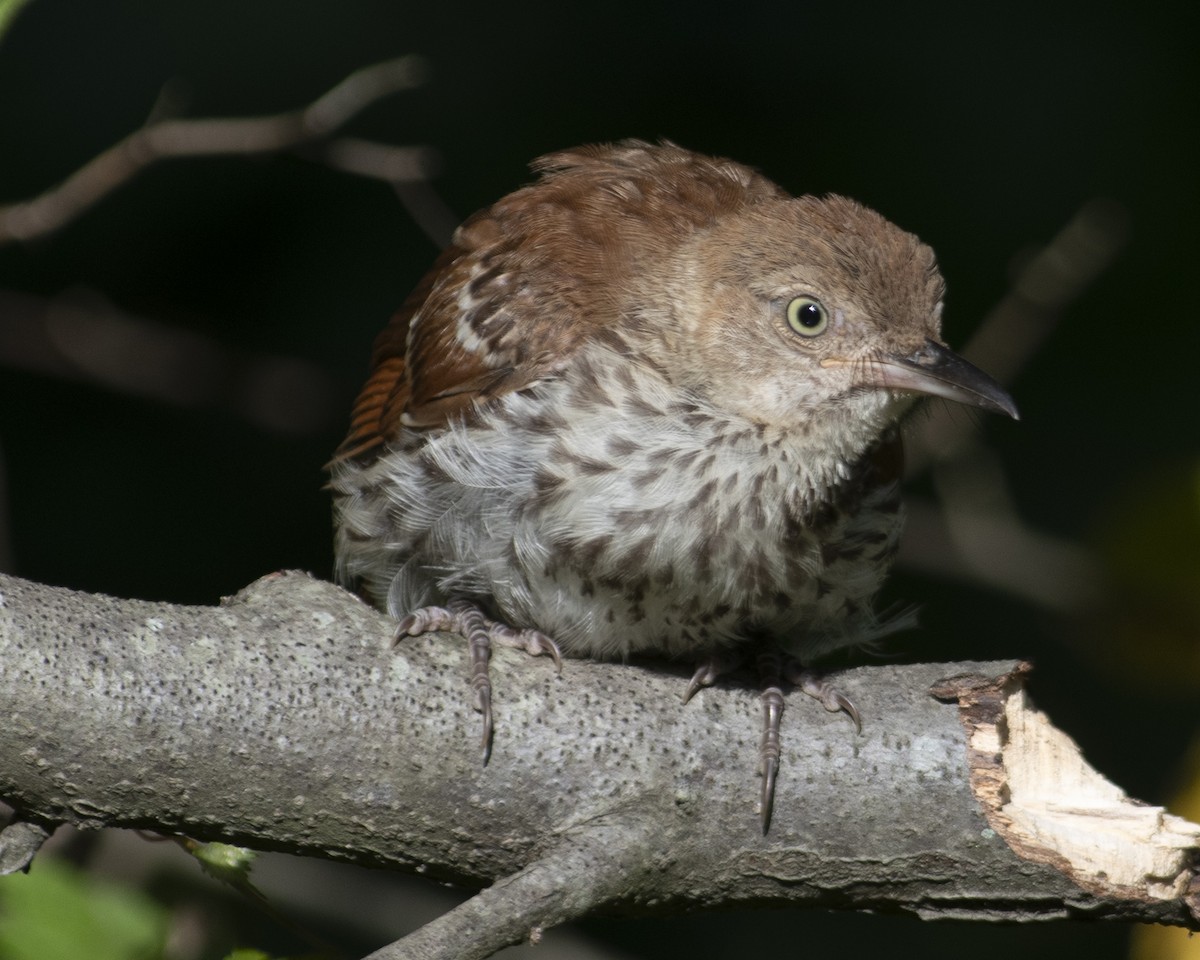 Brown Thrasher - ML599128151