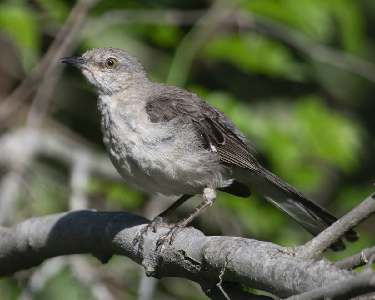 Northern Mockingbird - ML599128171