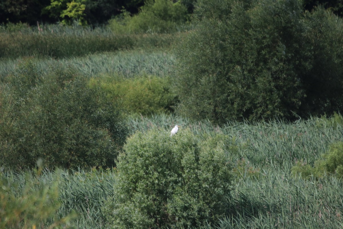 Great Egret - ML599128221