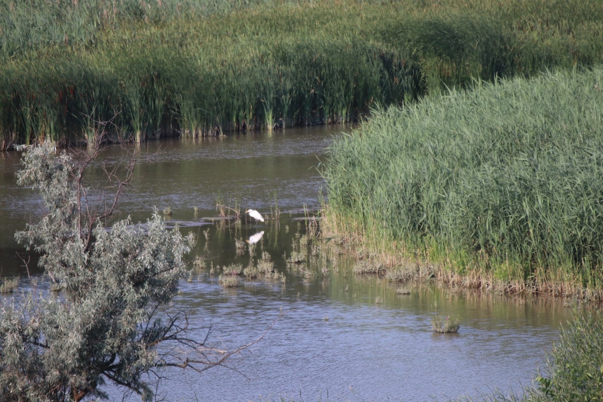 Great Egret - ML599128231