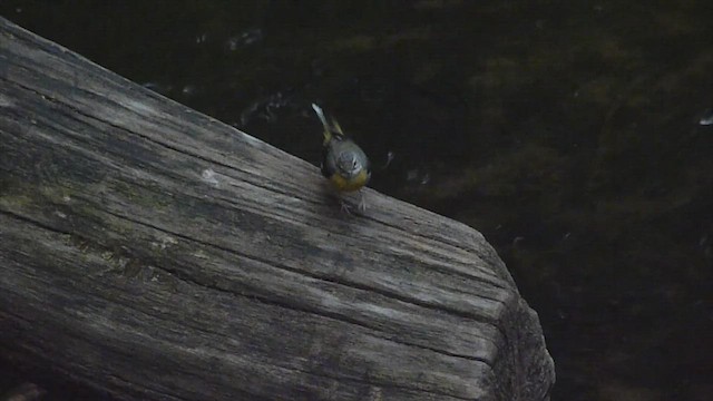 Gray Wagtail - ML599128271