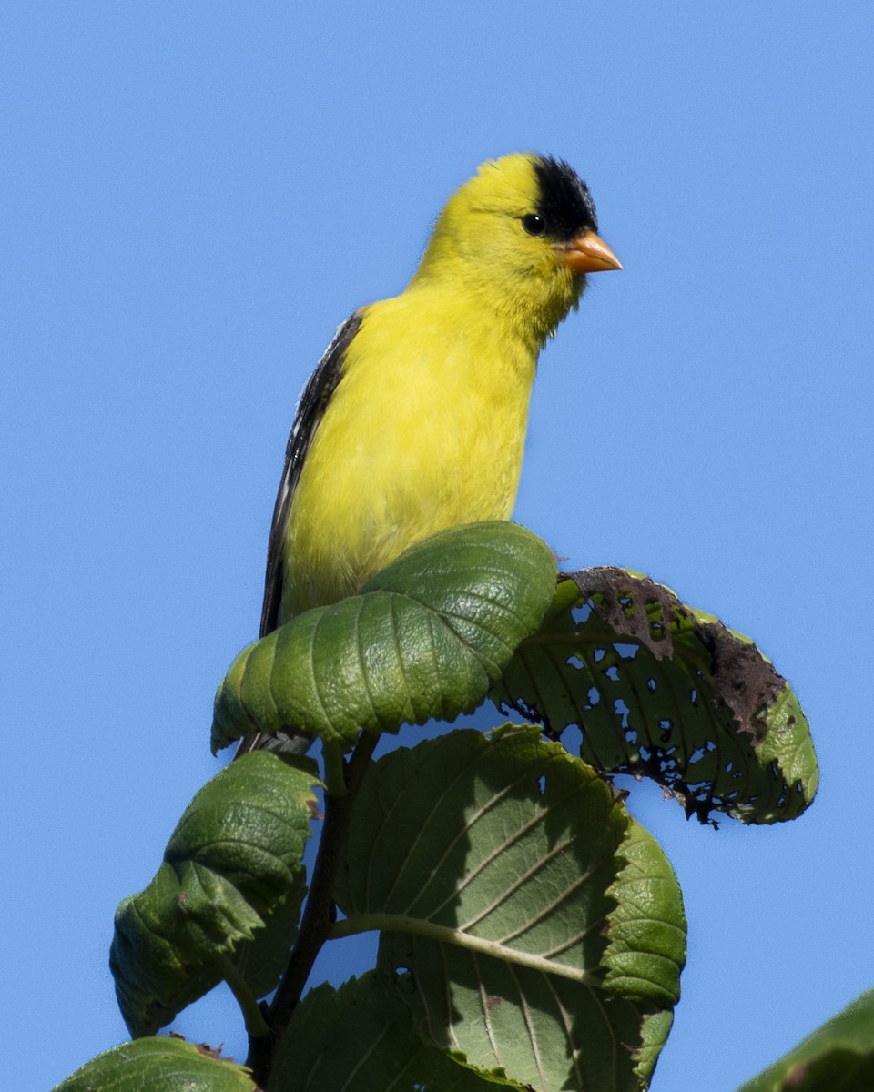 American Goldfinch - ML599128311