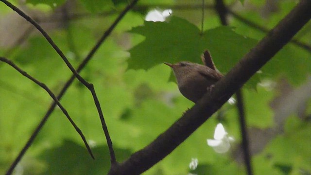 Eurasian Wren - ML599128681