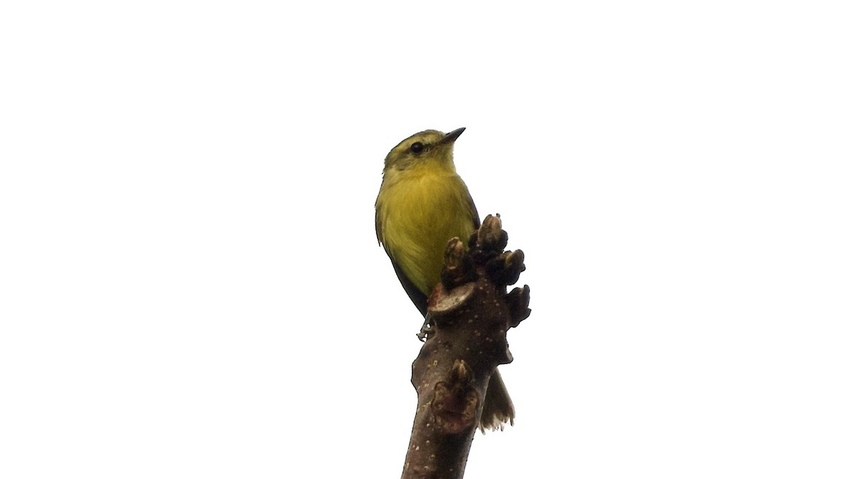 Yellow Tyrannulet - David Theobald