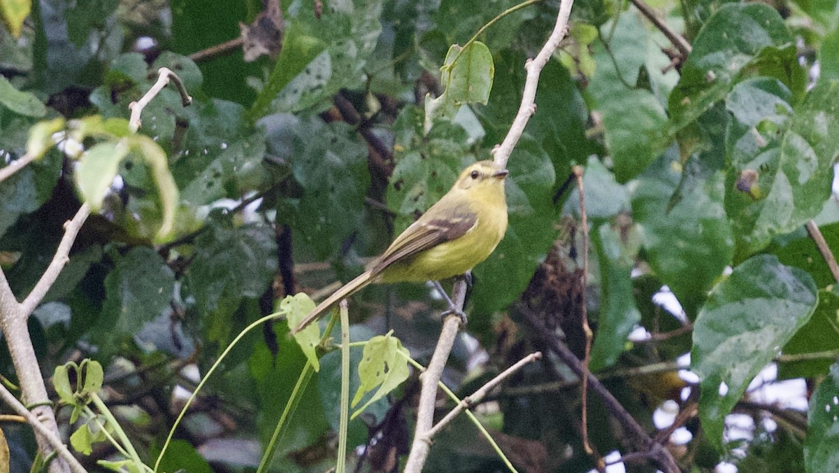 Yellow Tyrannulet - David Theobald