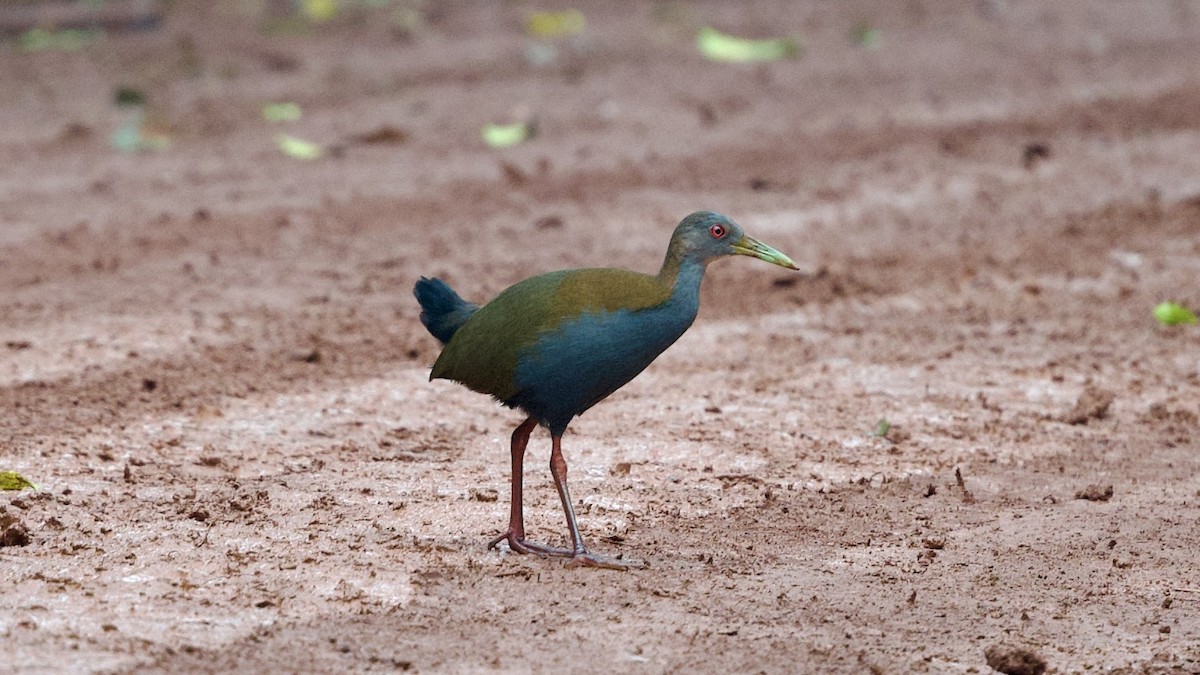 Slaty-breasted Wood-Rail - ML599129061