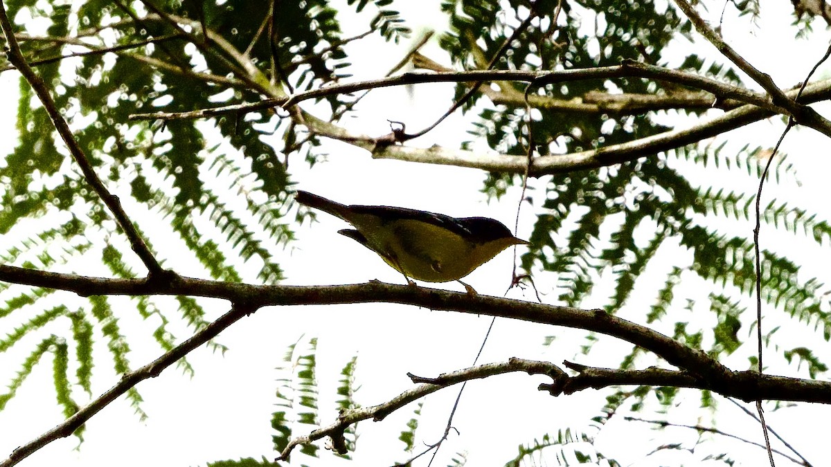 Tropical Parula - ML599129511