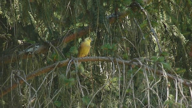 Yellowhammer - ML599129601