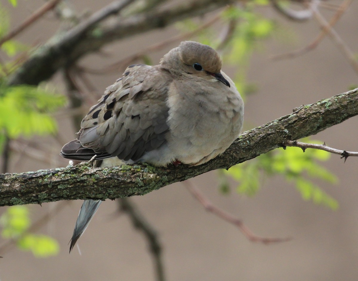 Mourning Dove - ML59912981