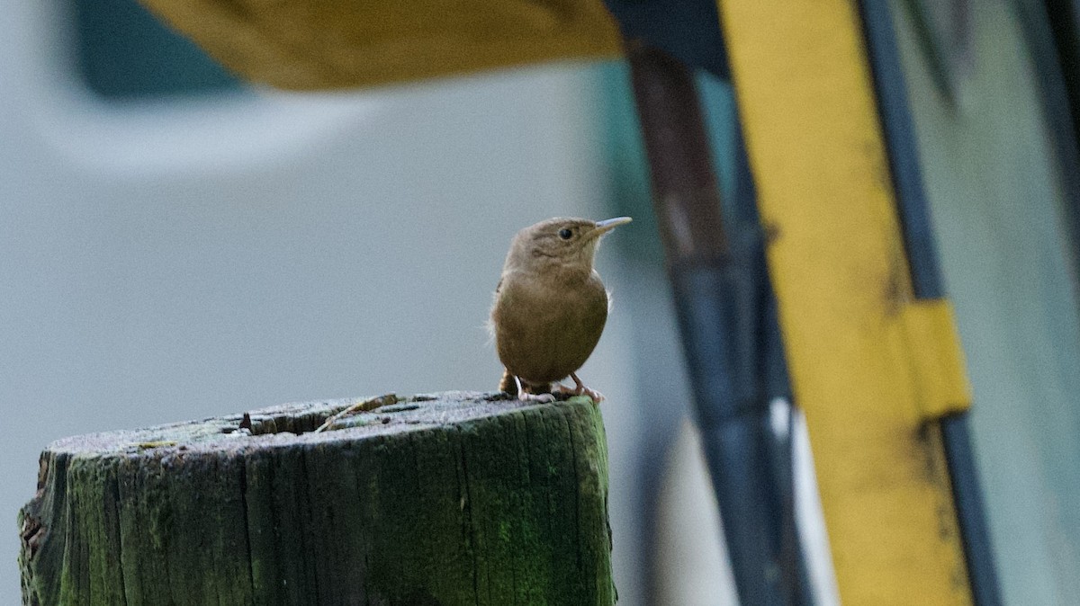 House Wren - David Theobald