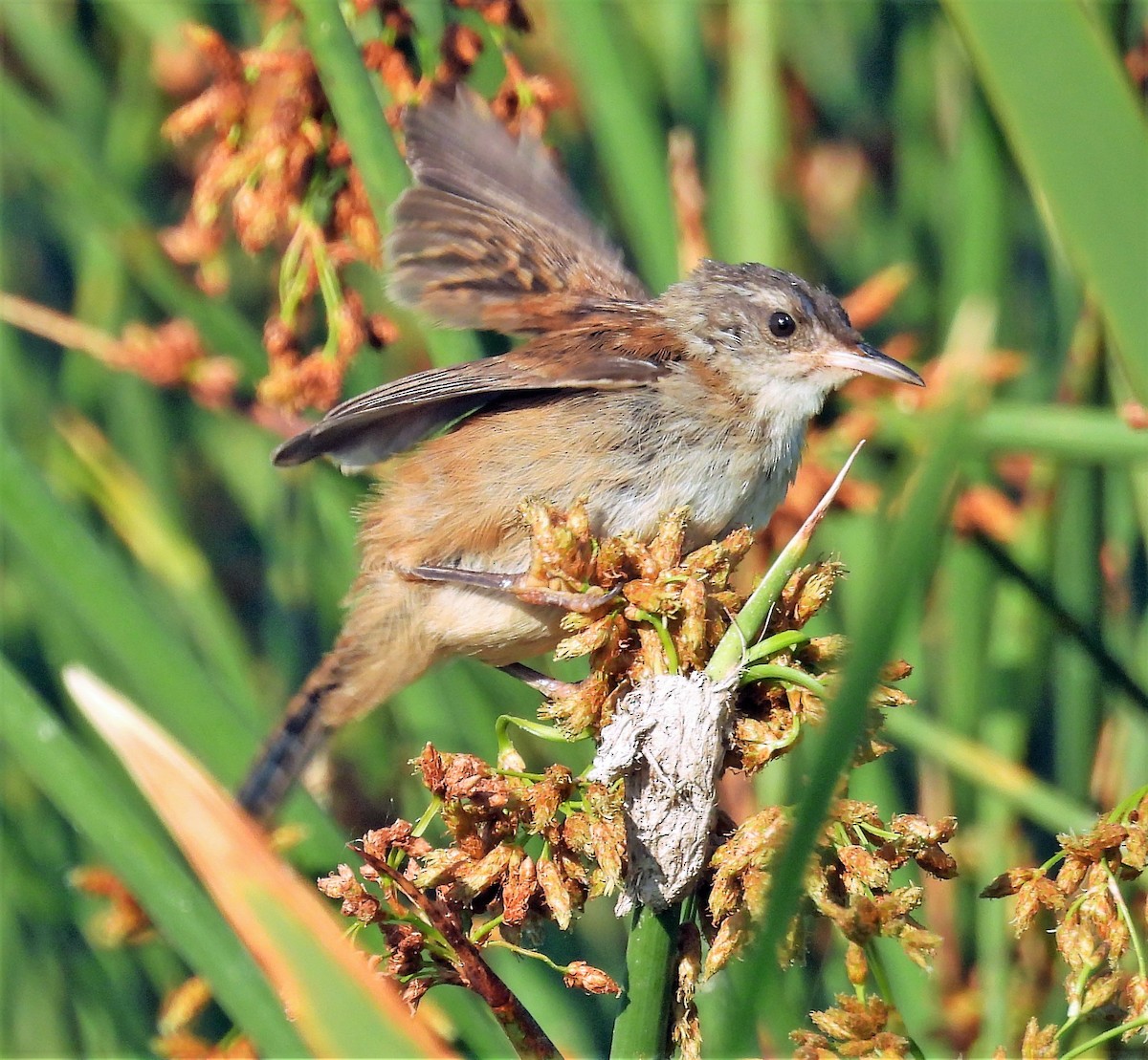 Marsh Wren - ML599131541