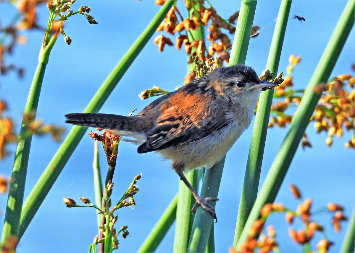 Marsh Wren - ML599131581