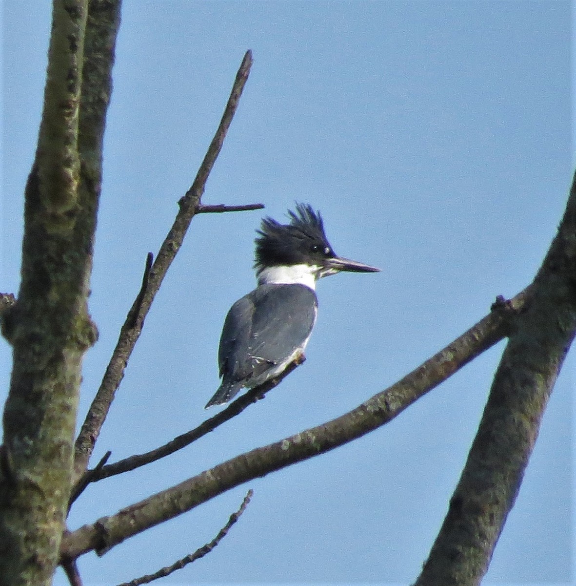 Belted Kingfisher - Susan Cooper