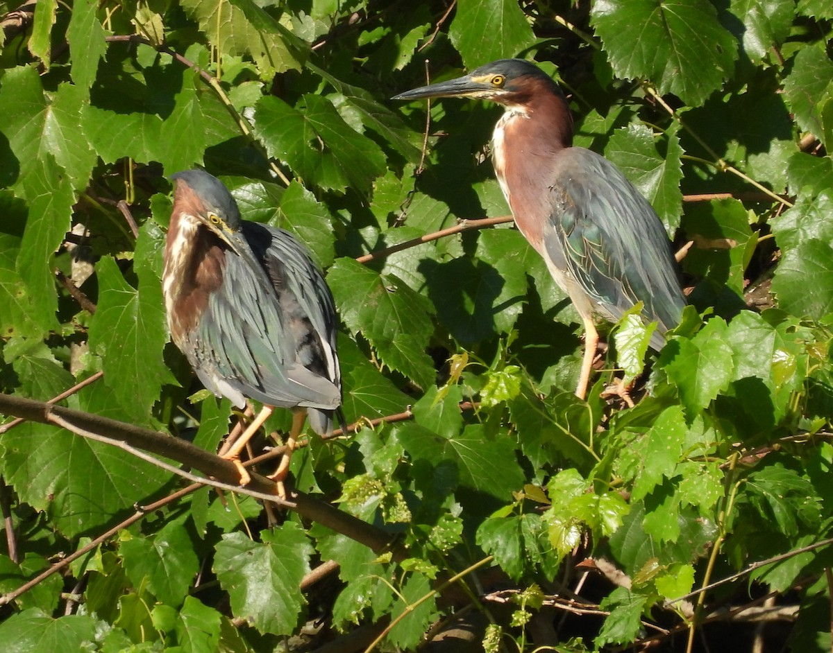 Green Heron - ML599132031