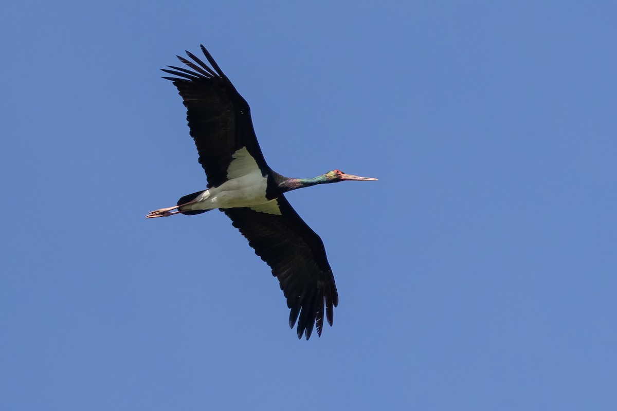 Black Stork - ML599132831
