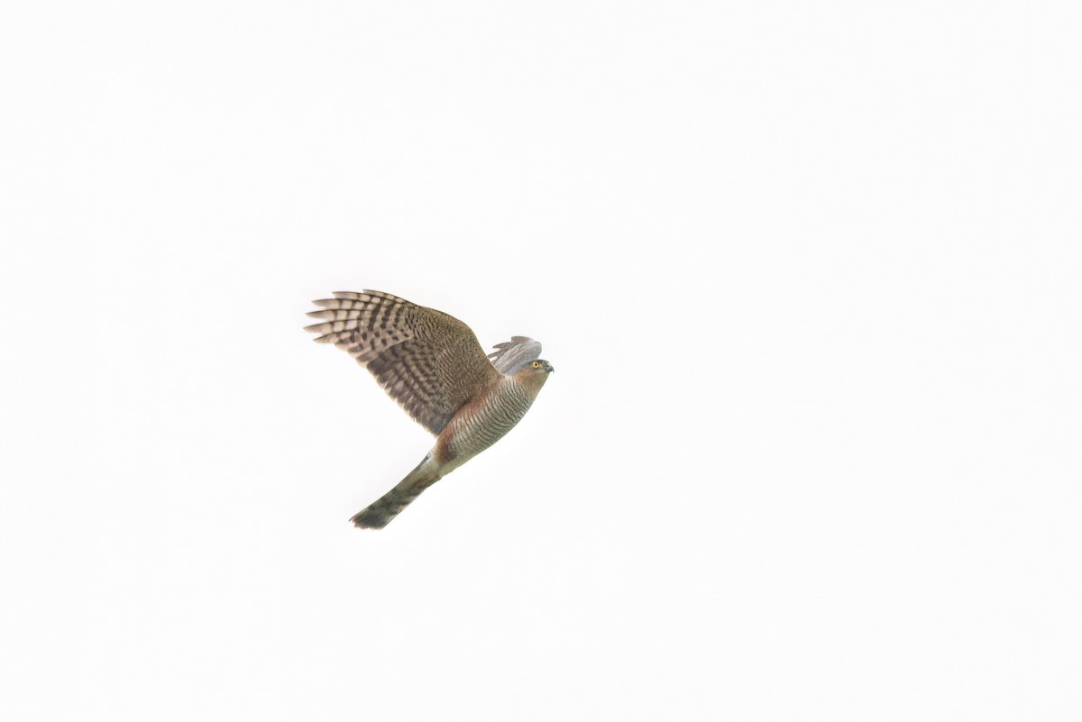 Sharp-shinned Hawk - Marcos Eugênio Birding Guide