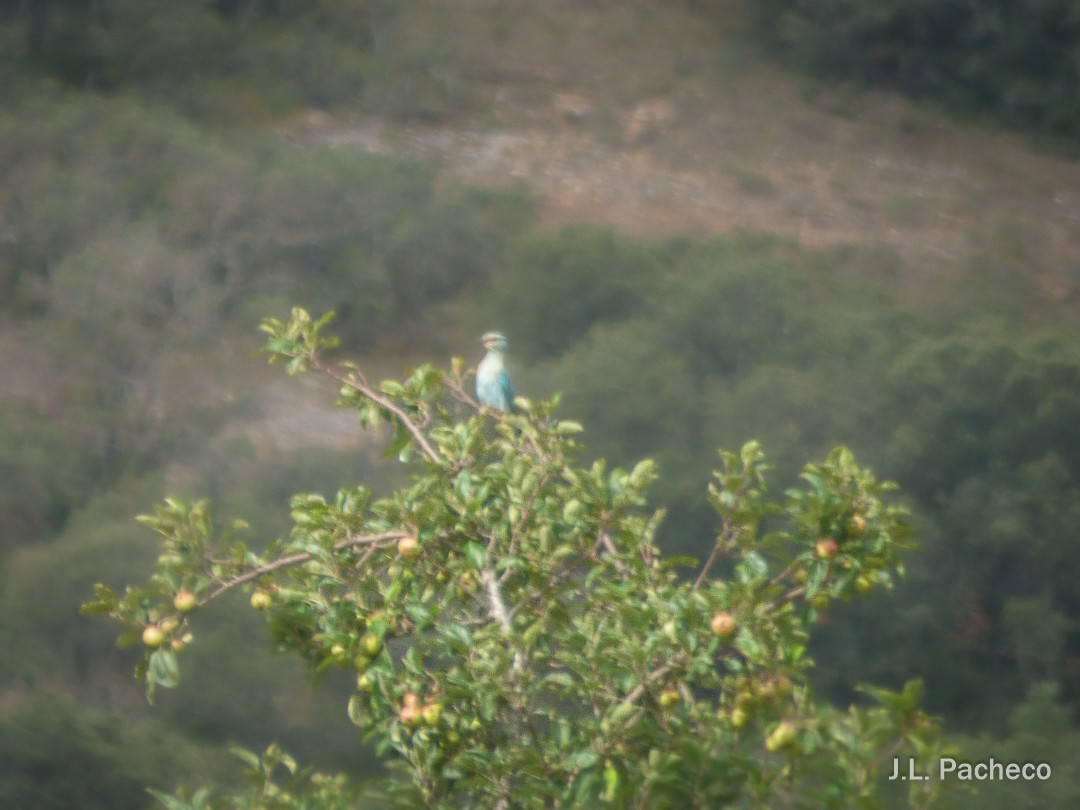 European Roller - ML599134161
