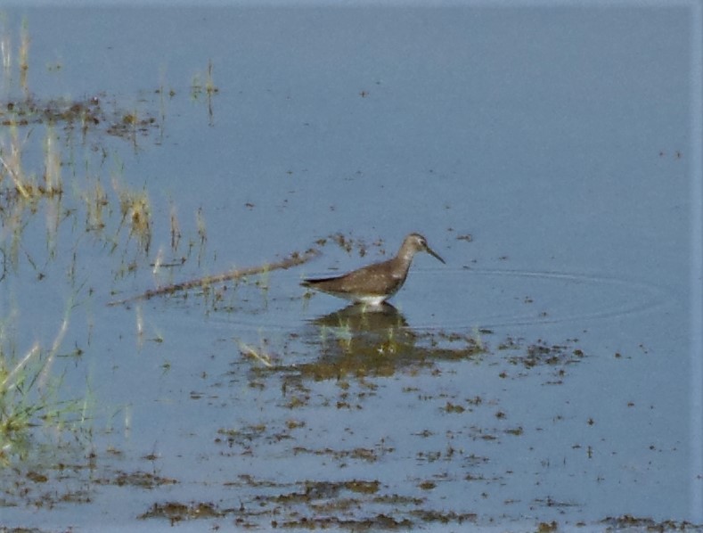 Solitary Sandpiper - ML599134421