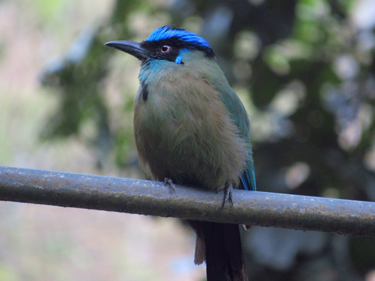 Andean Motmot - ML599134531