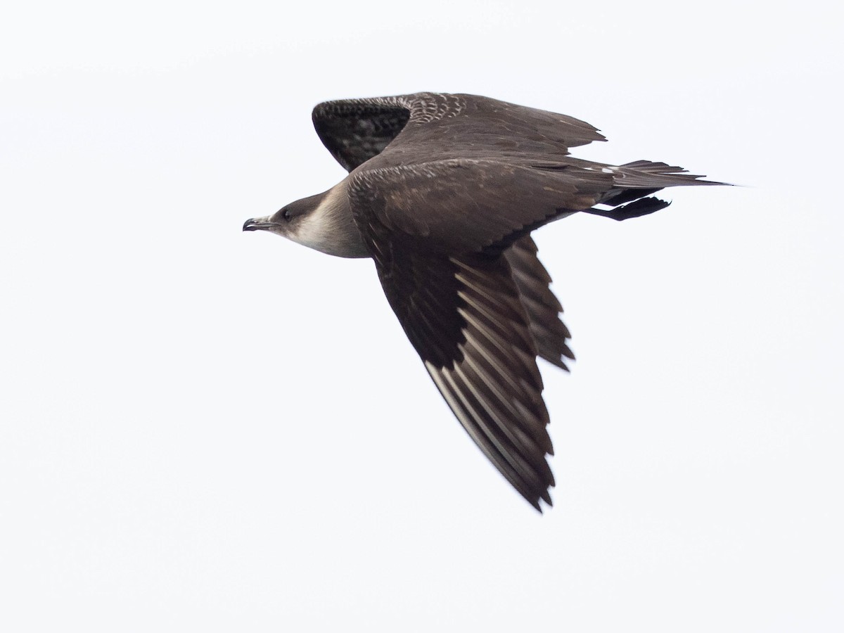 Parasitic Jaeger - ML599134871