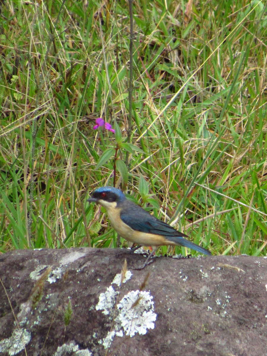 Fawn-breasted Tanager - ML599134971